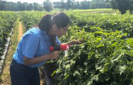 A woman scouting in a field for tomato spotted wilt virus.