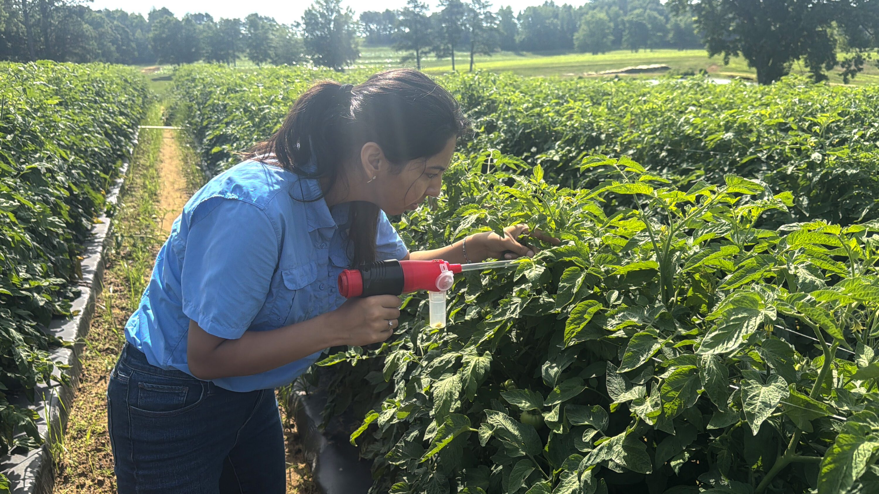 A woman scouting in a field for tomato spotted wilt virus.