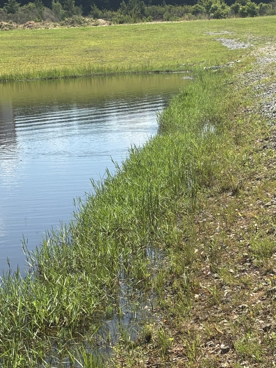 A creek bank cover with torpedograss.