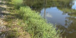 Torpedograss growing on a creek bank.