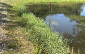 Torpedograss growing on a creek bank.