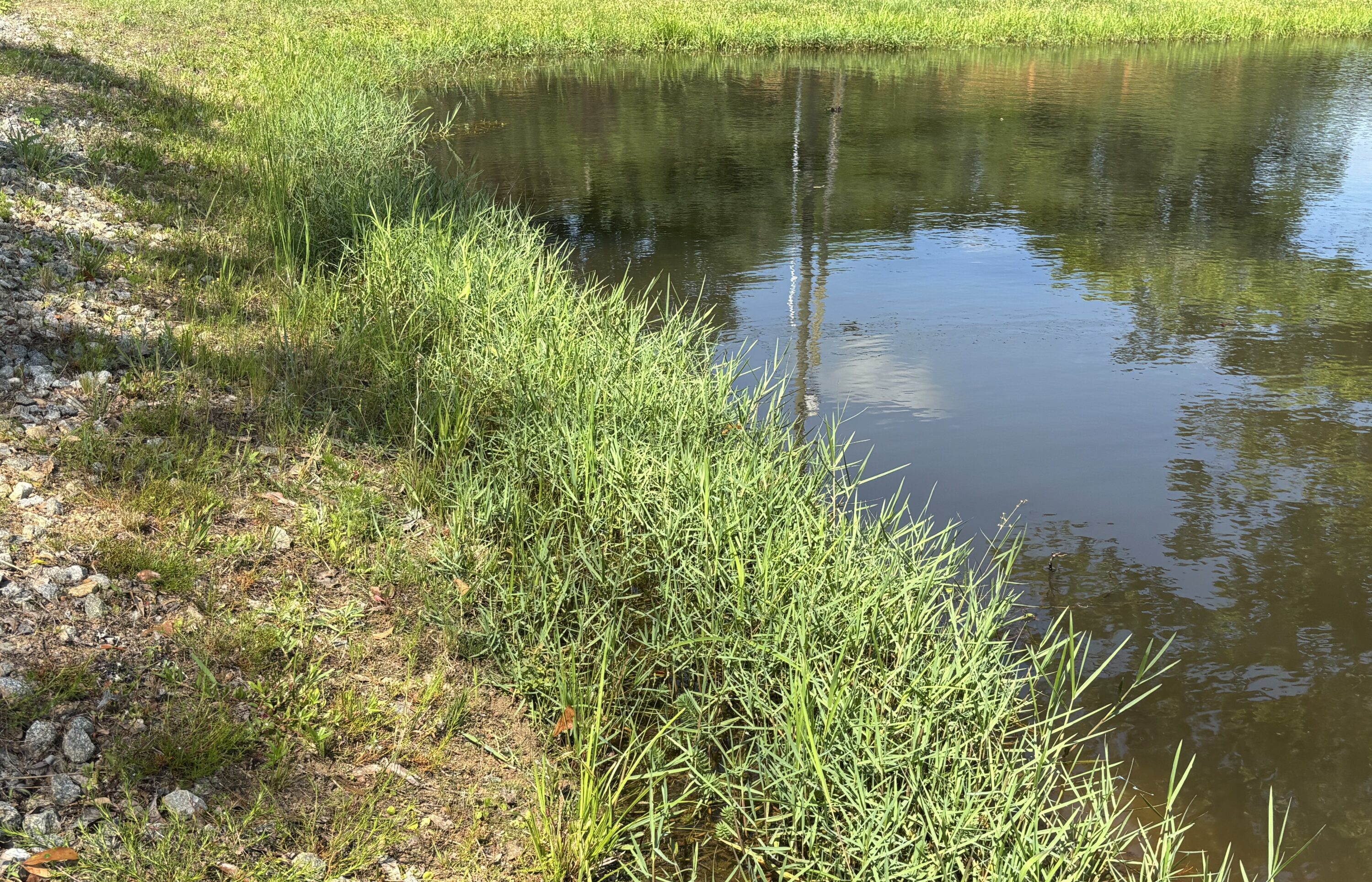 Torpedograss growing on a creek bank.