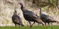 Three turkeys in a field.