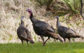 Three turkeys in a field.