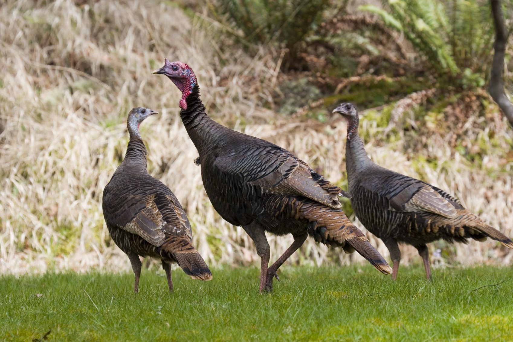 Three turkeys in a field.