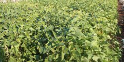 Field of soybean crops