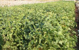 Field of soybean crops