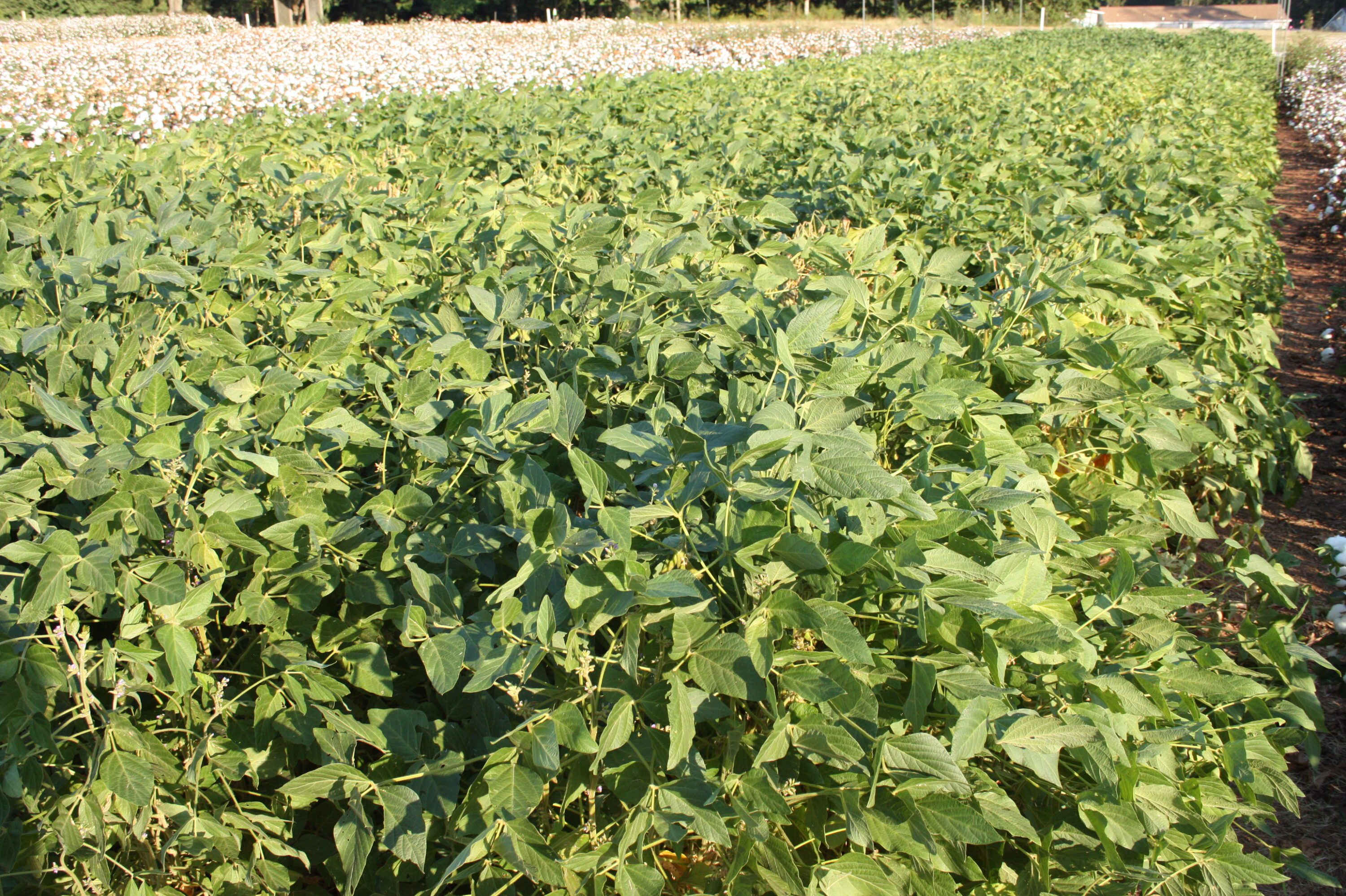 Field of soybean crops