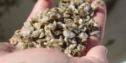 Oyster seed in the palm of a hand