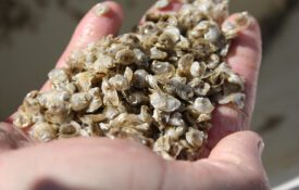 Oyster seed in the palm of a hand