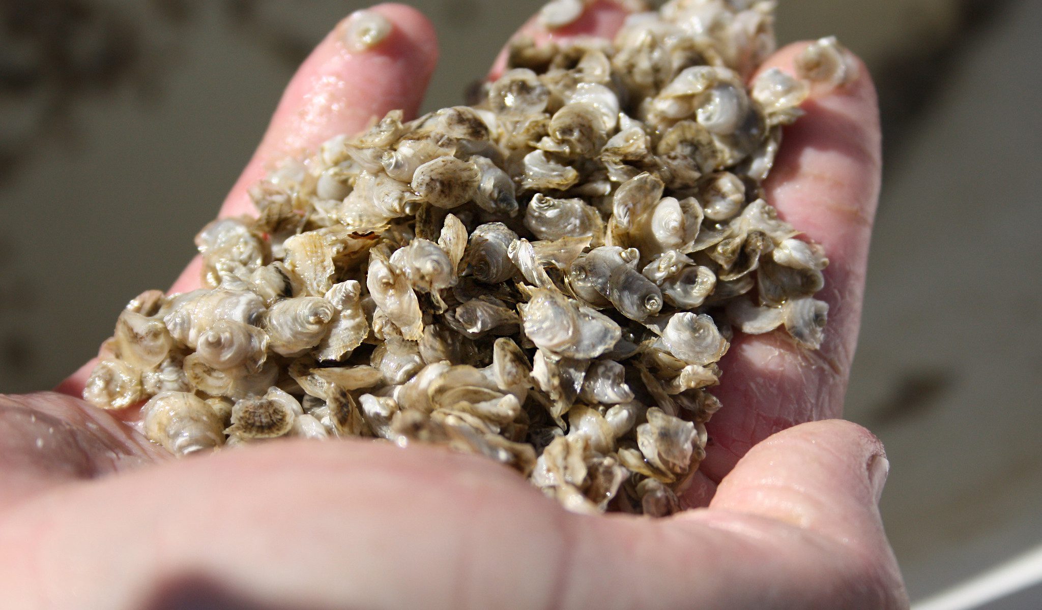 Oyster seed in the palm of a hand