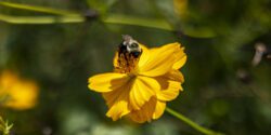 Bumble bee on a yellow flower.