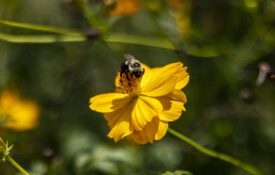 Bumble bee on a yellow flower.