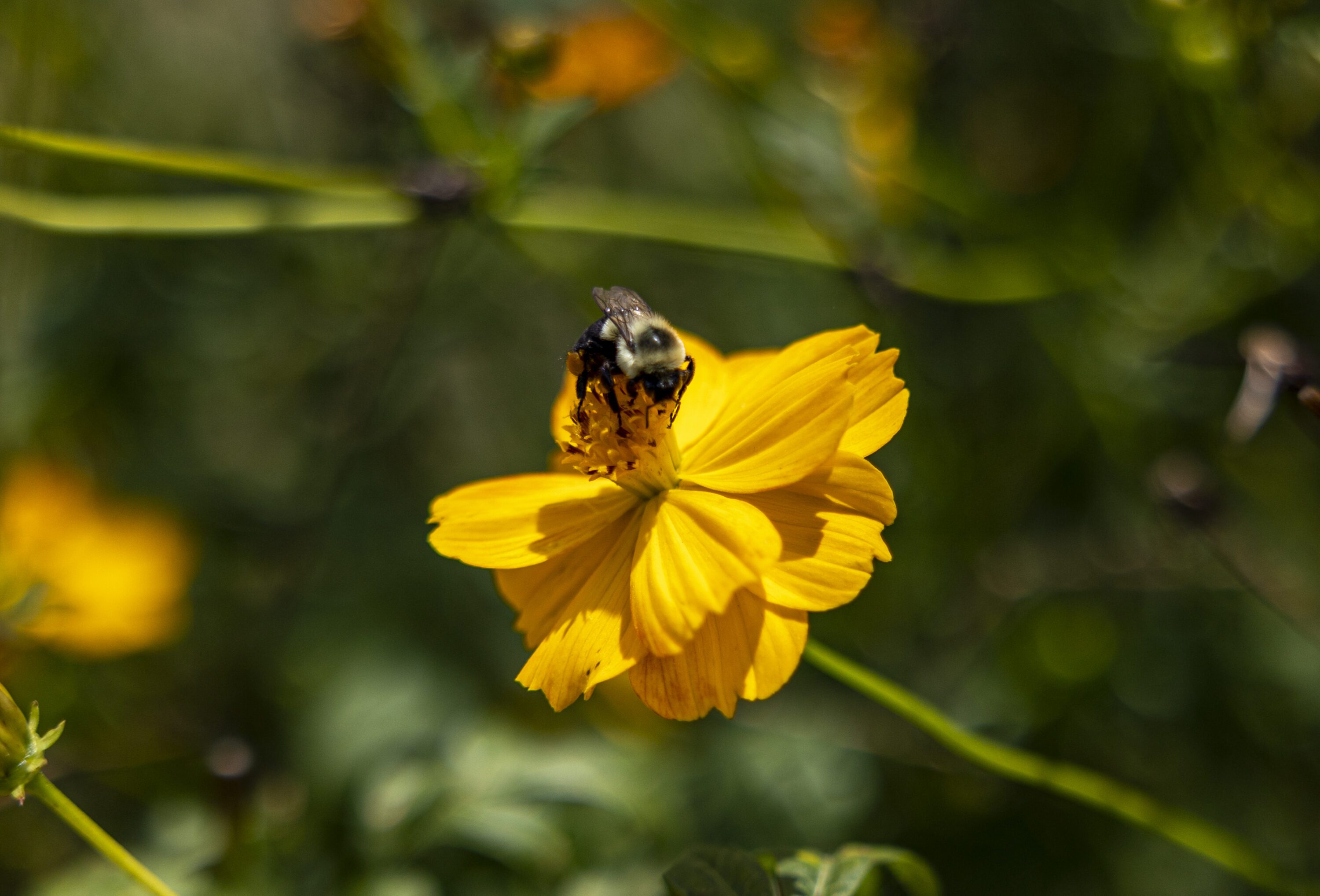 Bumble bee on a yellow flower.