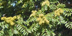 Tree-of-heaven foliage and seeds
