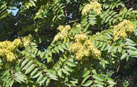 Tree-of-heaven foliage and seeds