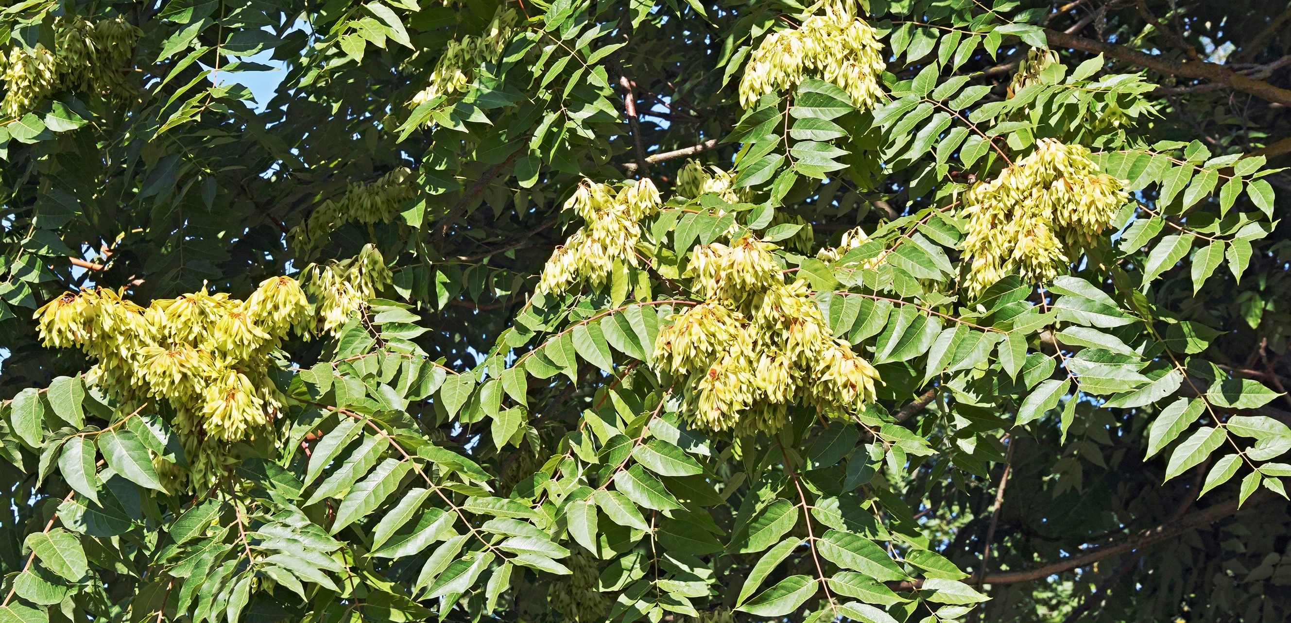Tree-of-heaven foliage and seeds