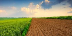 Green crops grow beside a freshly plowed field beneath a blue sky with sunlit clouds.