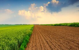 Green crops grow beside a freshly plowed field beneath a blue sky with sunlit clouds.