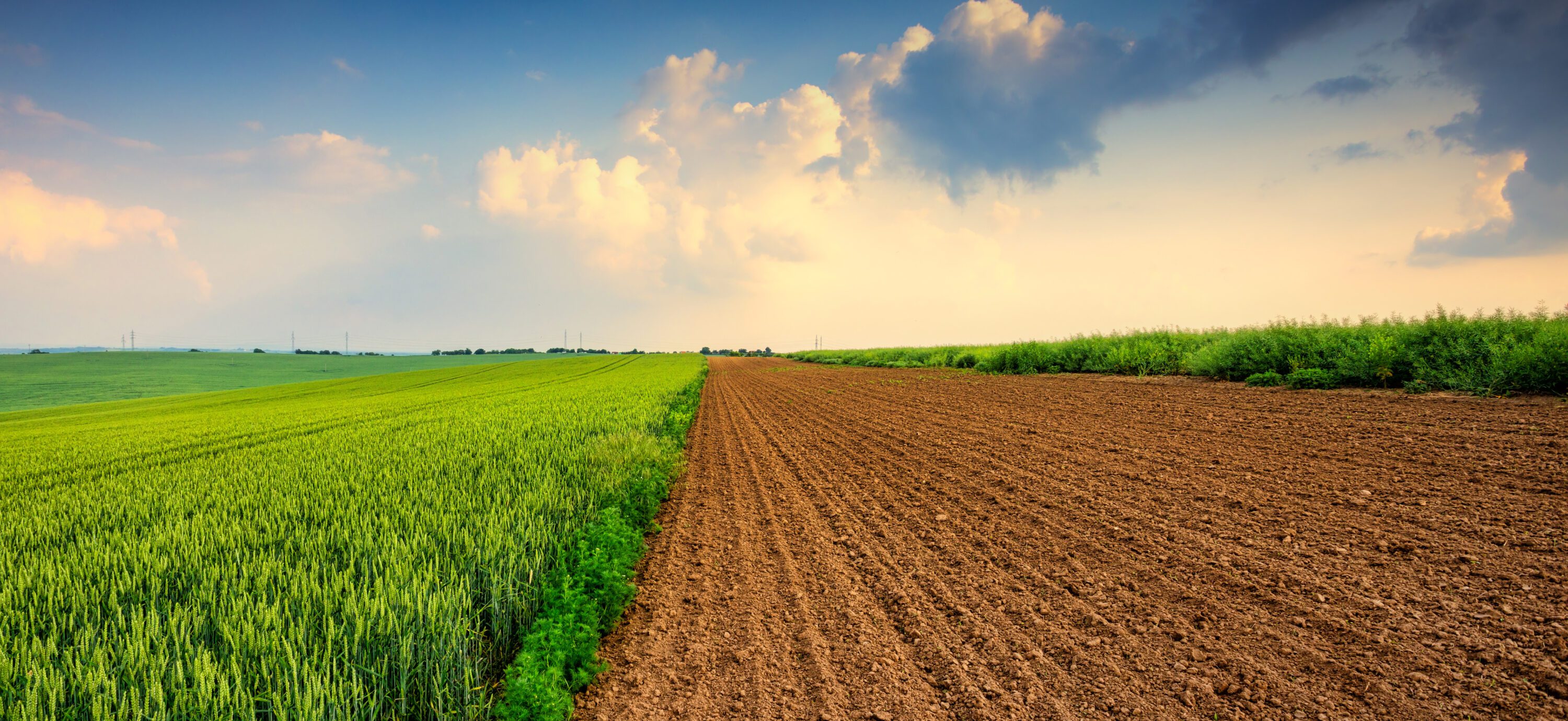 Green crops grow beside a freshly plowed field beneath a blue sky with sunlit clouds.