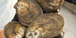 Close up of oysters in a person's hand.