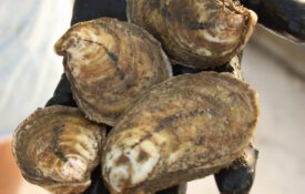 Close up of oysters in a person's hand.