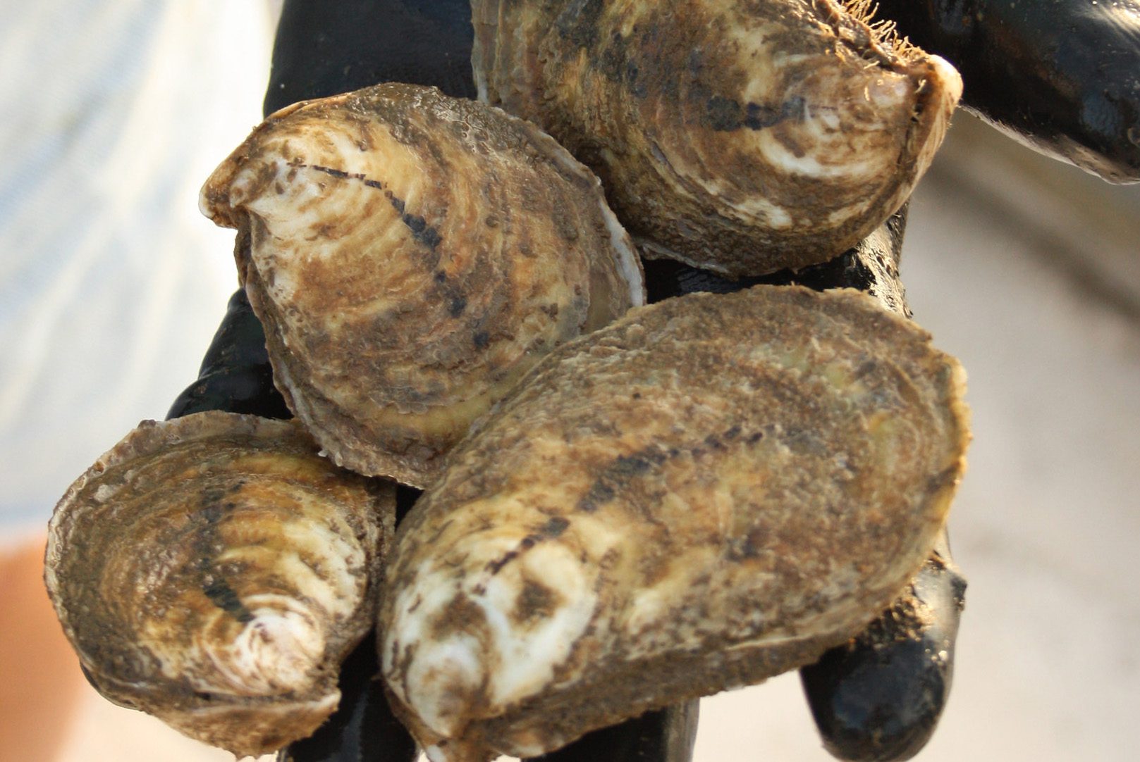 Close up of oysters in a person's hand.