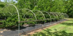 Figure 2. Use of weed mat to suppress weeds and improve soil moisture retention