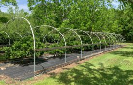 Figure 2. Use of weed mat to suppress weeds and improve soil moisture retention