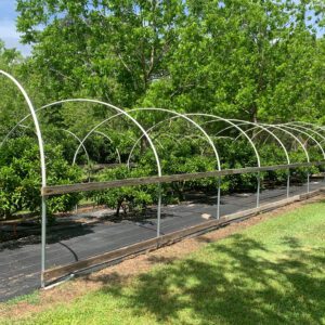Figure 2. Use of weed mat to suppress weeds and improve soil moisture retention