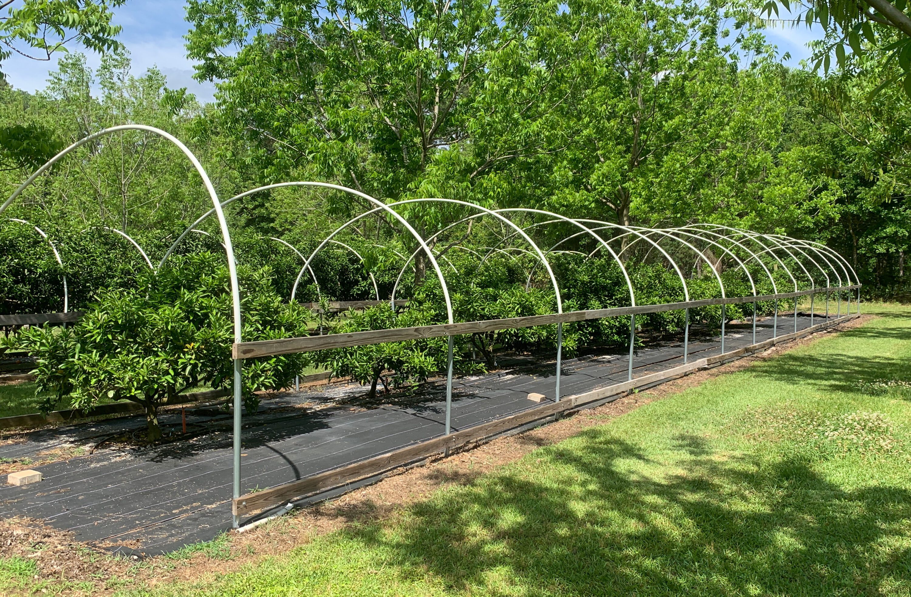 Figure 2. Use of weed mat to suppress weeds and improve soil moisture retention