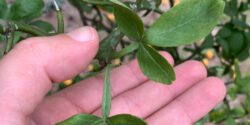 Figure 2. Trifoliate orange has a compound leaf with three leaflets.
