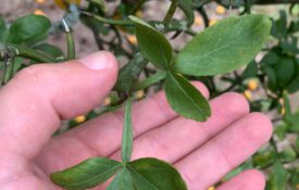 Figure 2. Trifoliate orange has a compound leaf with three leaflets.