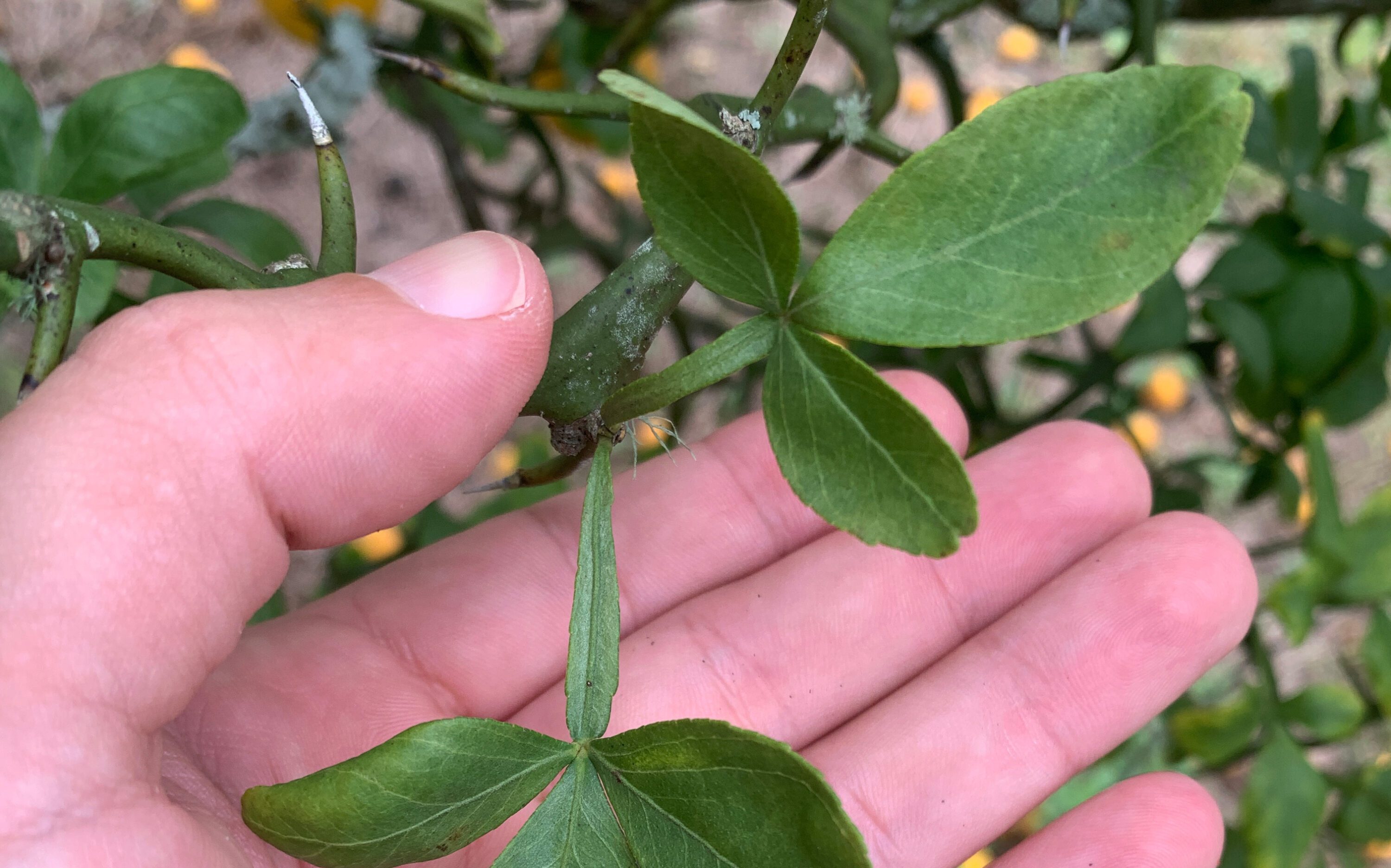 Figure 2. Trifoliate orange has a compound leaf with three leaflets.