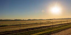 Field at Sunrise