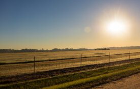 Field at Sunrise