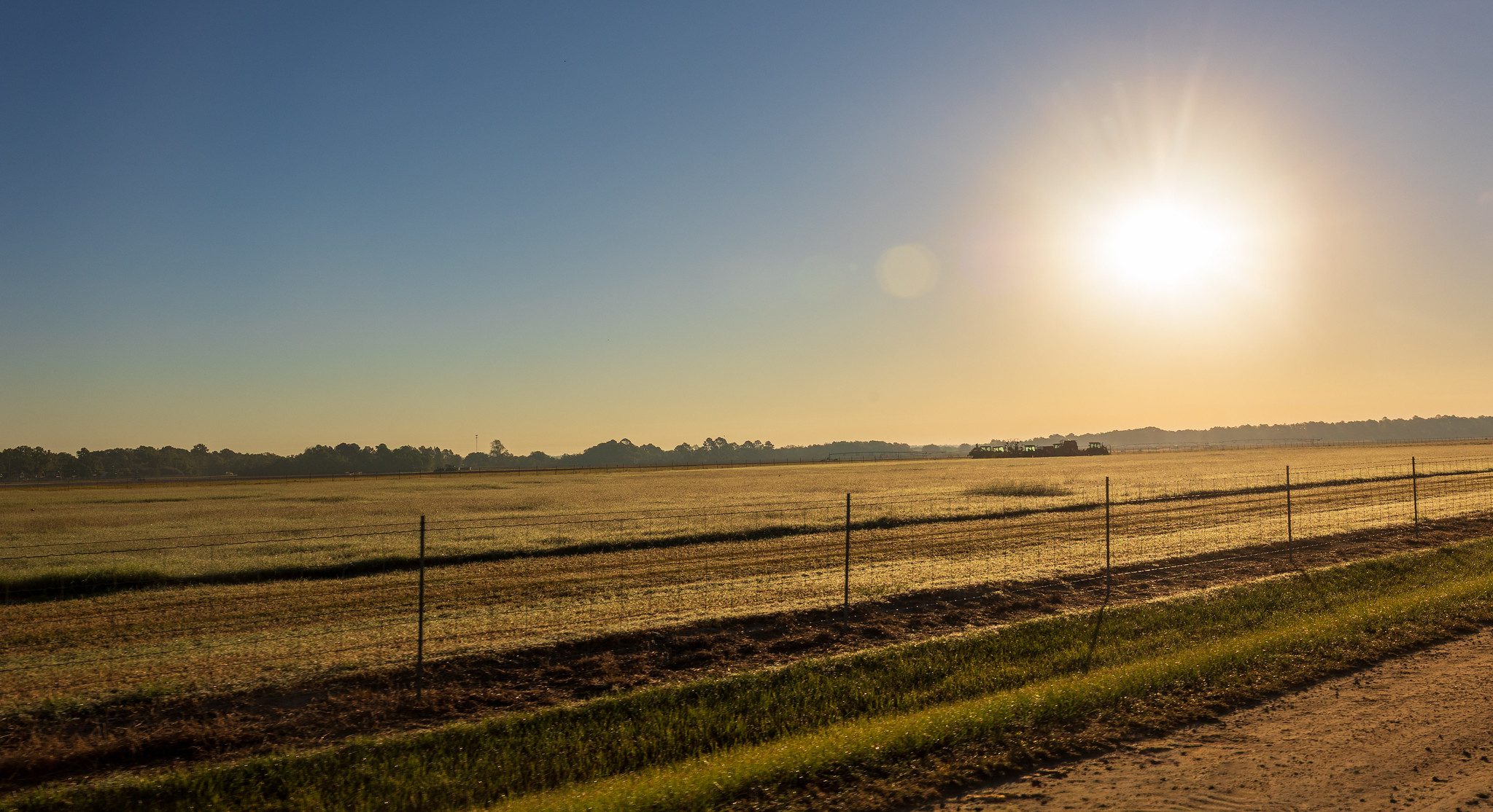 Field at Sunrise