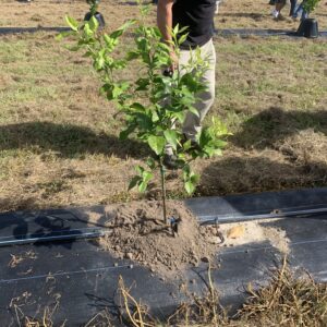 Figure 1. Weed mat made of geotextile fabric