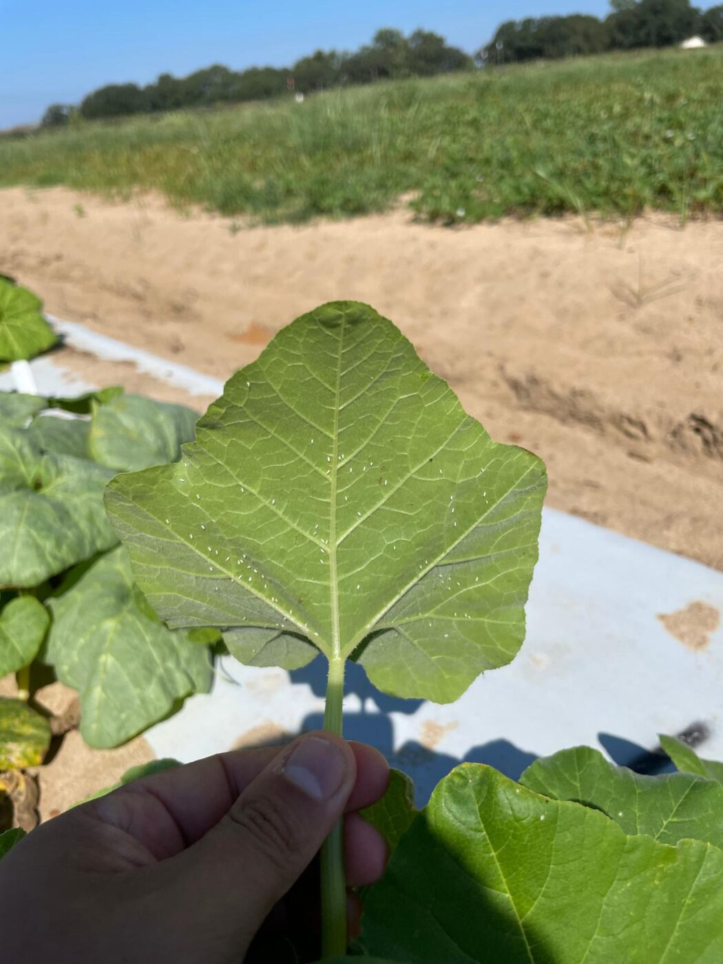 Whiteflies on the lower leaf surface of yellow squash