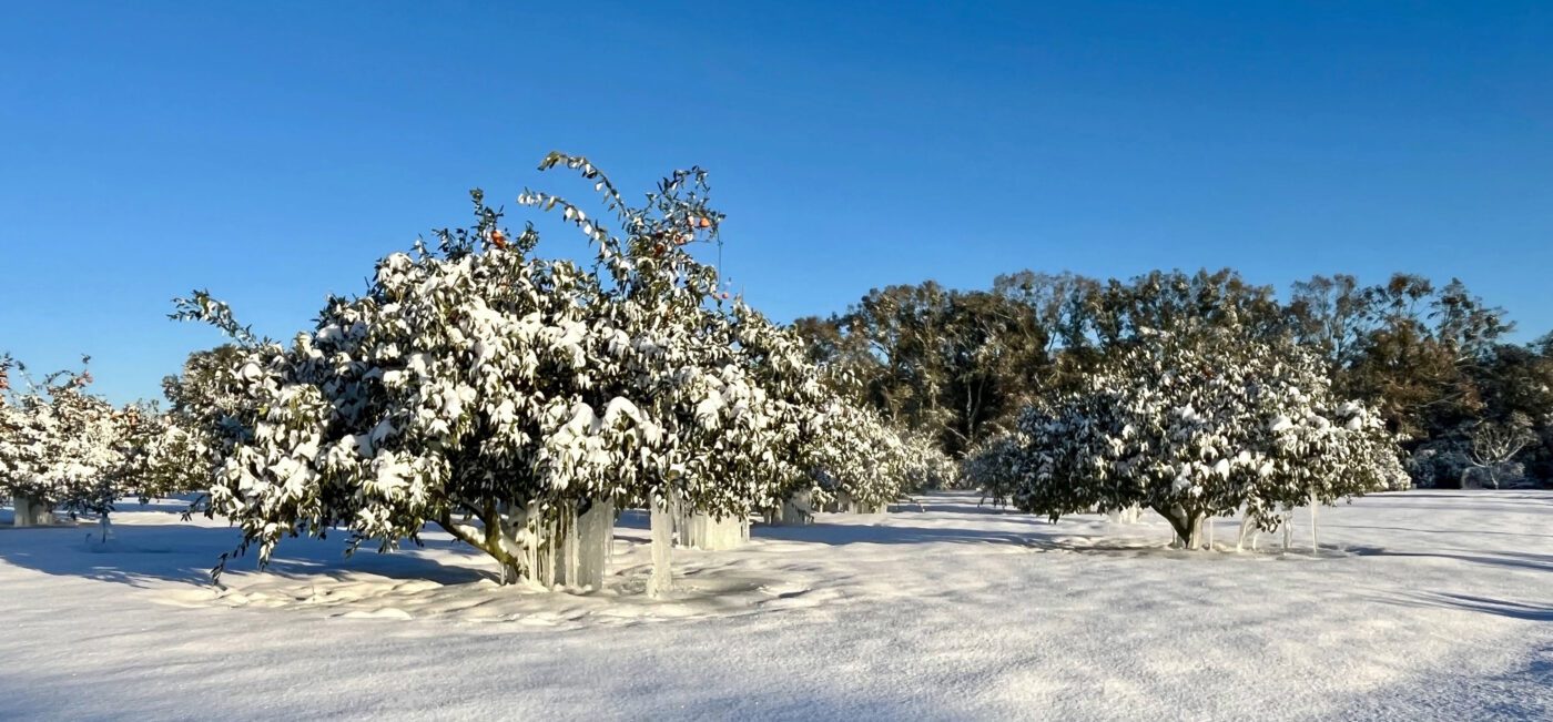 Figure 1. Satsuma trees during the January 2025 snow and freeze event. These trees survived and went on to produce fruit.