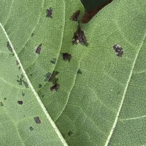 Figure 1. Small, water-soaked or “greasy” bacterial blight appear lesions on the underside of the leaves.