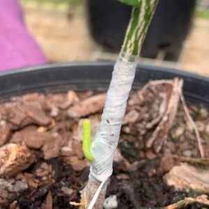 Figure 10. Finished graft ready with tape.