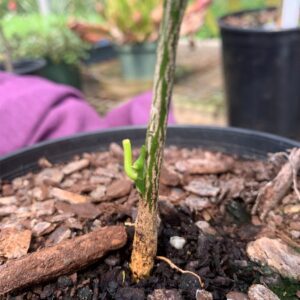 Figure 12. Bud sitting in seat of chip bud (side view).