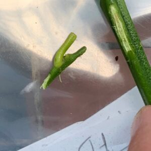 Figure 11. Free bud ready for chip budding.