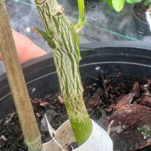 Figure 14. Grafted bud beginning to grow.