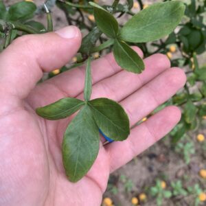 Figure 2. Trifoliate orange has a compound leaf with three leaflets.