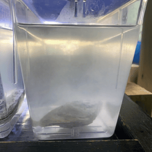 Figure 2. Sperm from spawning oyster
