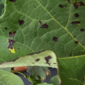 Figure 2. Bacterial blight lesions are evident on the upper side of the leaf.