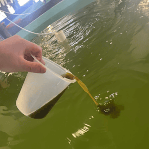 Figure 3. Feeding phytoplankton to oyster larvae