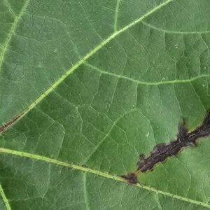 Figure 3. Black streaks or “lightning bolts” are due to systemic bacterial blight infections.